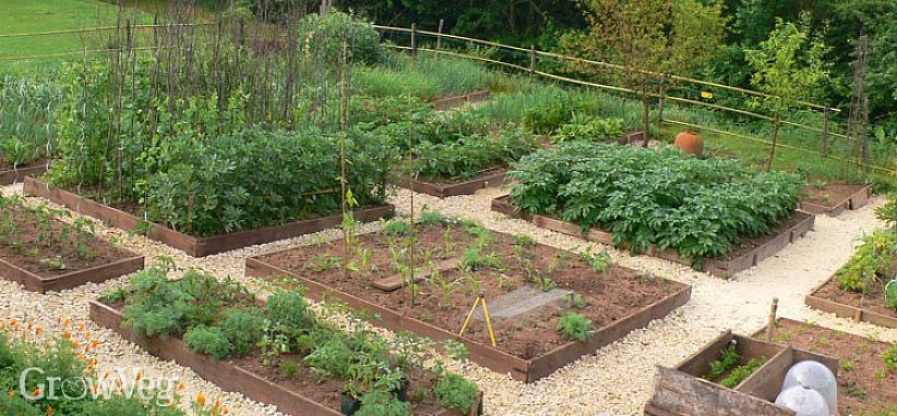 Manter suas plantas vegetais saudáveis é a primeira chave para uma horta de longa produção