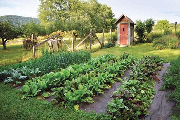 Estará no caminho certo para uma horta orgânica