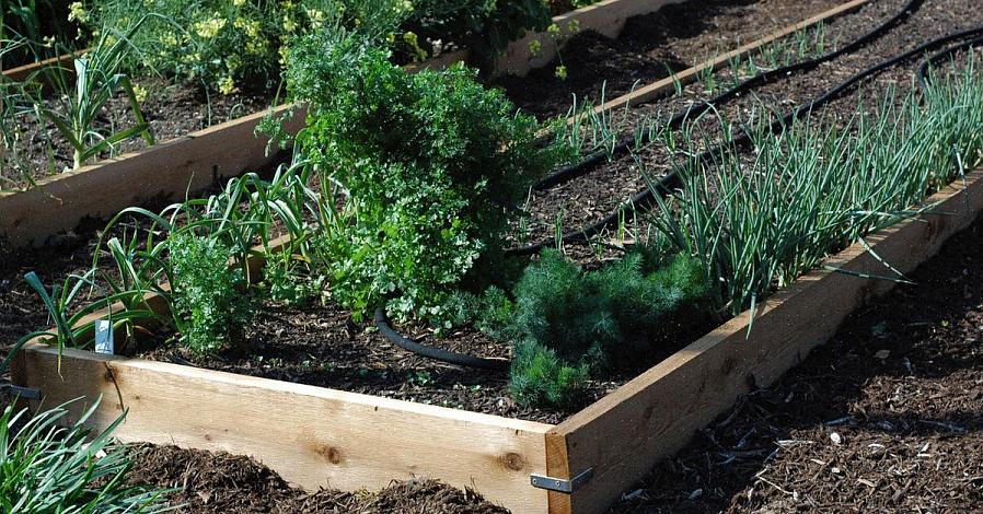 As plantas de rabanete comestível são muito semelhantes às plantas de rabanete tradicionais