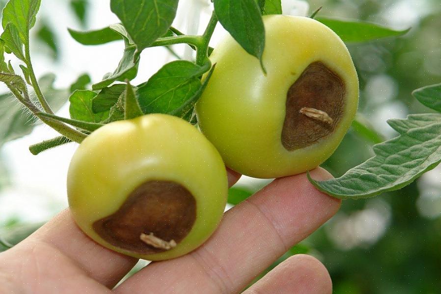 Por que o fundo dos tomates fica preto e macio