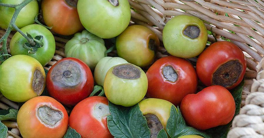 Remova os tomates danificados - eles continuarão crescendo