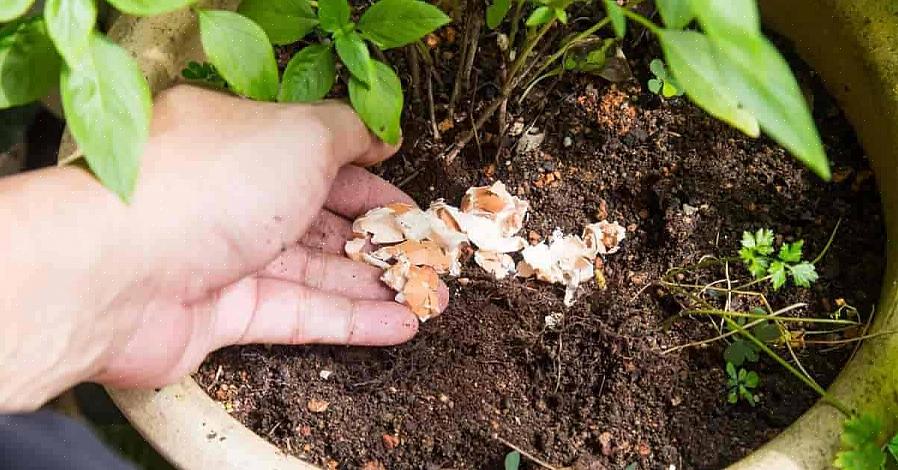 A maneira de determinar se você precisa adicionar cálcio ao solo é um teste profissional de solo