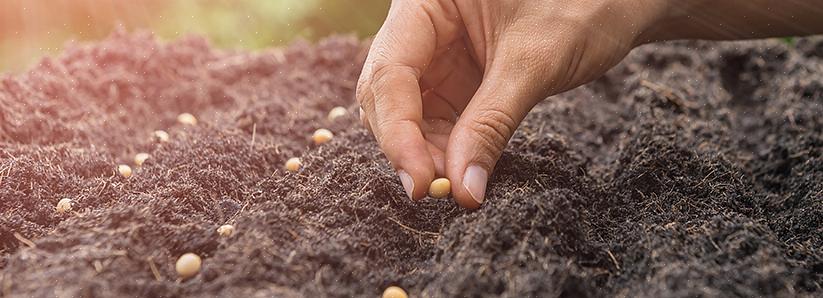 A semeadura direta é o método de cultivar suas plantas a partir de sementes plantadas diretamente no jardim