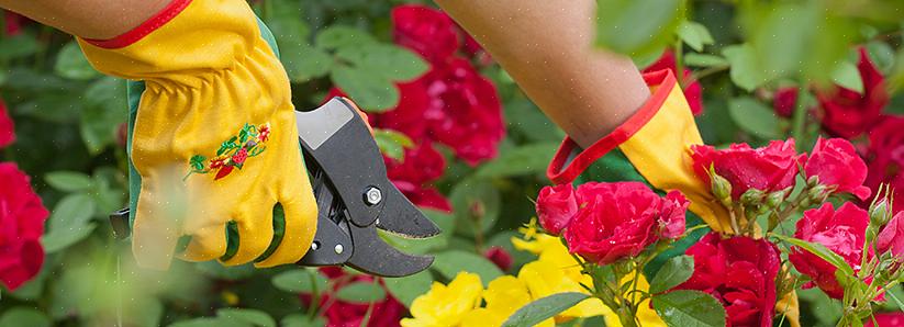 E suas flores também se alimentam dessa matéria