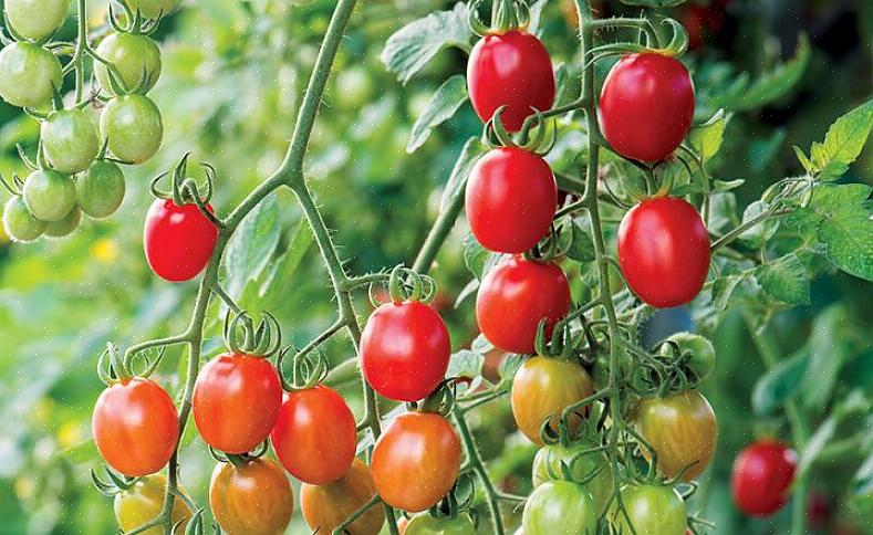 Beauty queen - A Beauty Queen é uma produtora prolífica de tomates de pequeno a médio porte que possuem