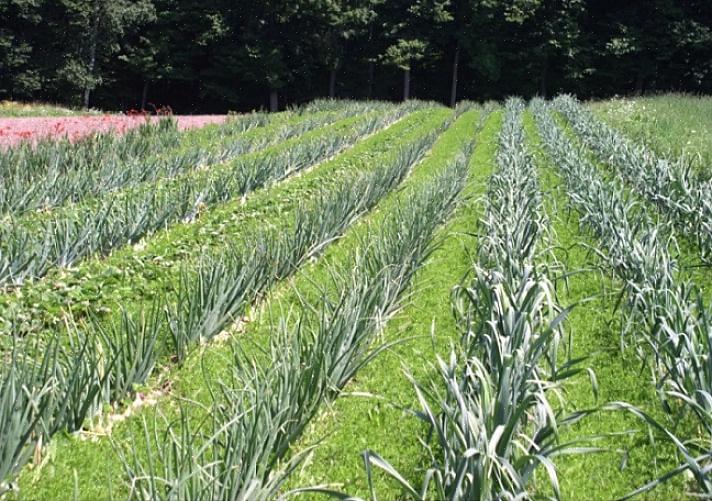 O consórcio permite melhorar a saúde de todas as plantas