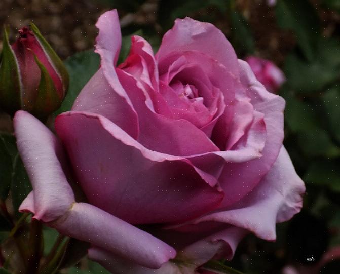 De todas as rosas são feitos no início da primavera