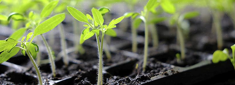 Verifique novamente a profundidade de plantio recomendada ou plante um pouco mais raso na próxima vez