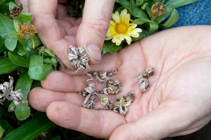 Deve guardar sementes de plantas de polinização aberta que são herdeiras