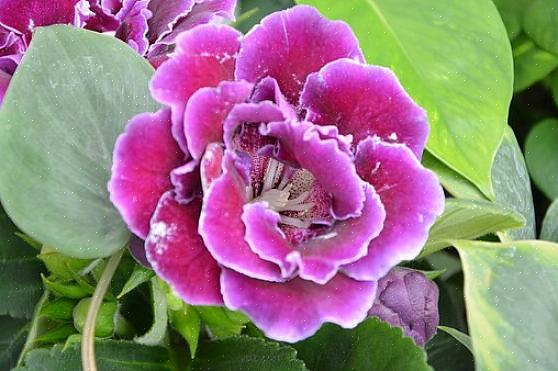 A gloxinia não é especialmente difícil de cultivar e