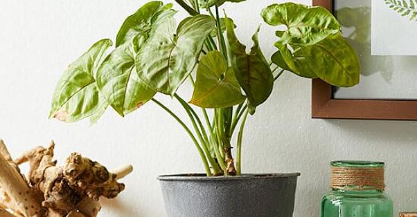 A videira ponta de flecha (Syngonium podophyllum) é uma bela trepadeira ou trepadeira que tende a crescer