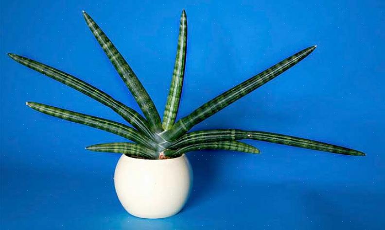 Sansevieria cylindrica é nova apenas na Europa