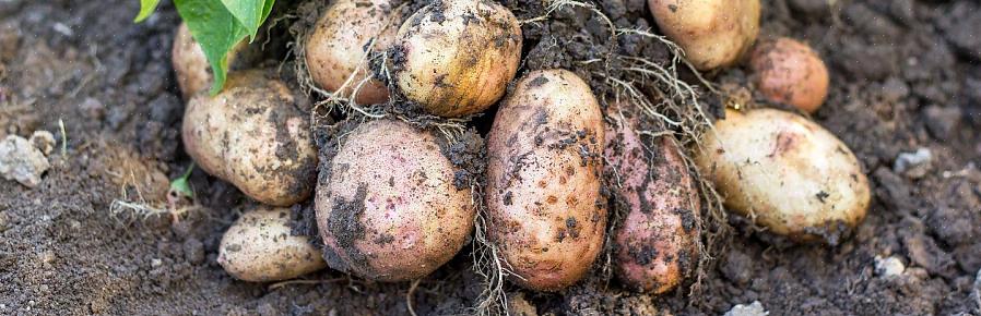 Você não precisa bater batatas na estação intermediária