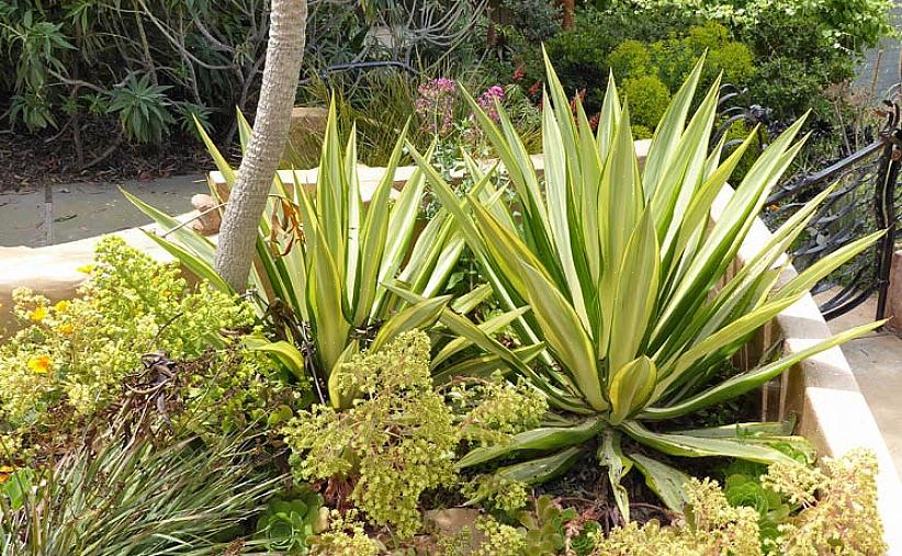 Foetida também é comumente referido como cânhamo de Maurício ou aloé verde