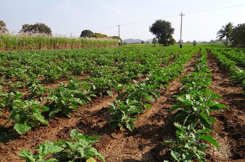 A berinjela deve ser plantada com sementes dentro de casa na maioria das áreas