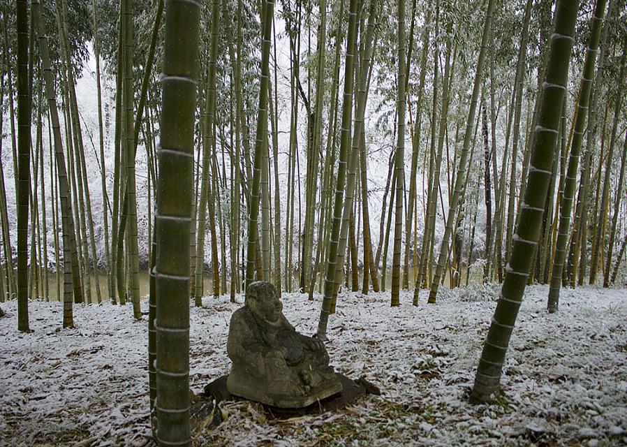 Para cultivar plantas de bambu em climas do norte