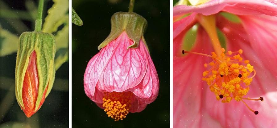 Abutilon são plantas de floração livre com folhas semelhantes a bordo