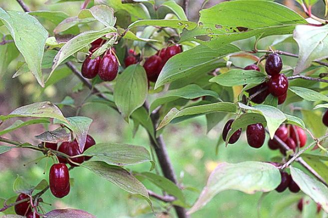 Os nomes para este arbusto incluem cereja cornelian