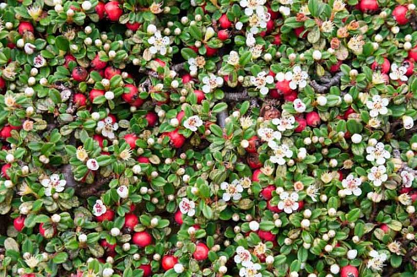 Bearberry também é uma escolha útil quando você precisa de uma planta que seja tolerante ao sal ou à seca