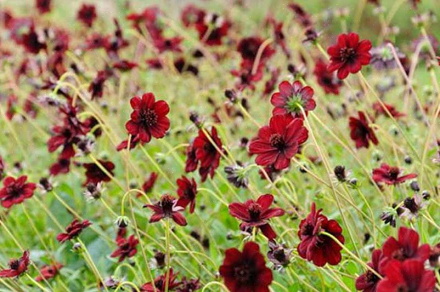 O columbine 'Chocolate Solider' é o deleite do designer de jardim