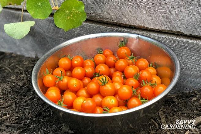 Sementes salvas de tomates híbridos não se concretizarão