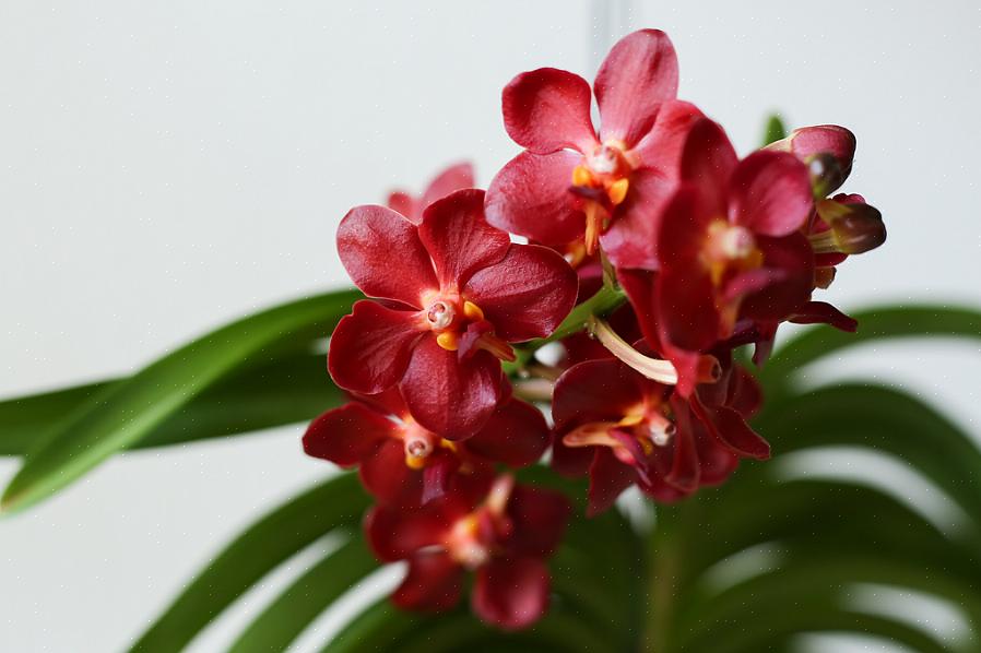 As plantas Ascocentrum são intimamente relacionadas às Vandas