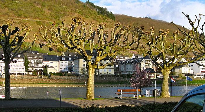 Um terceiro termo arboricultural que você ouvirá relacionado a polinização