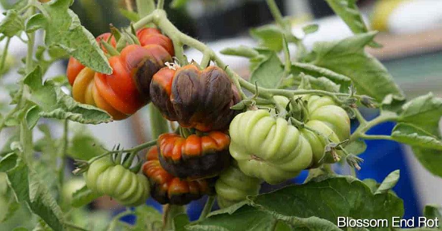 A podridão das pontas das flores não estraga a fruta inteira