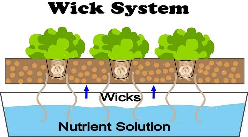 A forma como o Wick System funciona é semelhante ao Método da Jangada de Alface porque as raízes