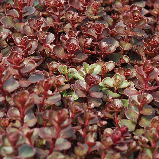 Inclua uma seleção dessas plantas perenes fáceis em seu jardim resistente a cervos