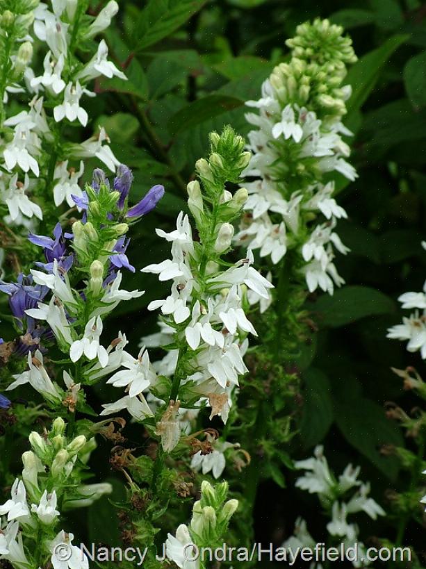 Como cultivar plantas de flor de lã gigantes