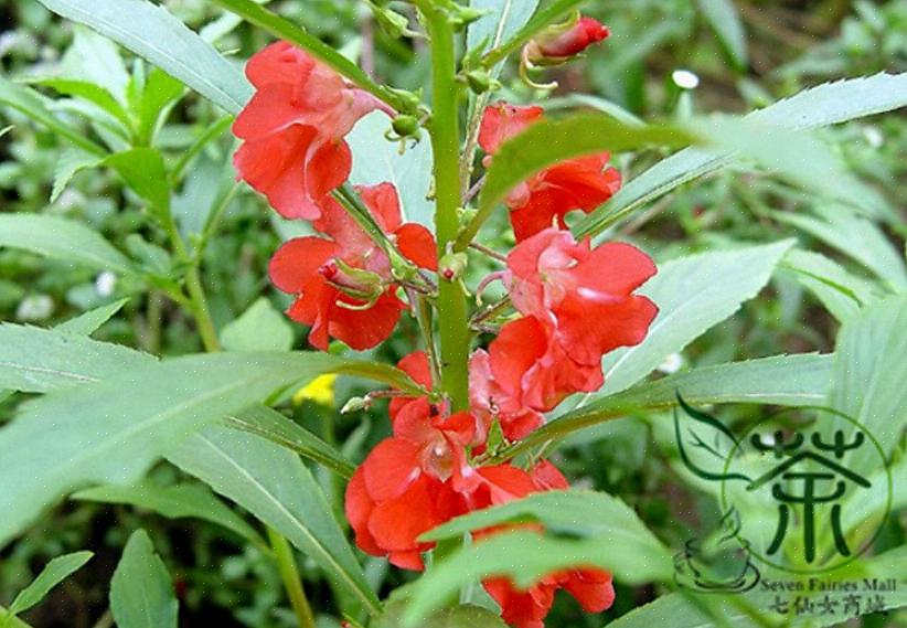 As plantas de bálsamo crescem cerca de 12 a 61 centímetros de altura