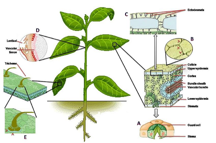 Uma aplicação foliar pode referir-se à alimentação foliar ou à aplicação foliar de pesticidas