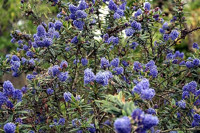 A flor azul ceanothus (Ceanothus thyrsiflorus) é um arbusto perene nativo da Califórnia