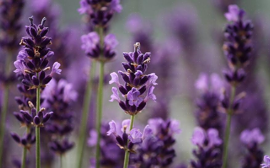 O algodão lavanda vai prosperar em seu jardim de rochas