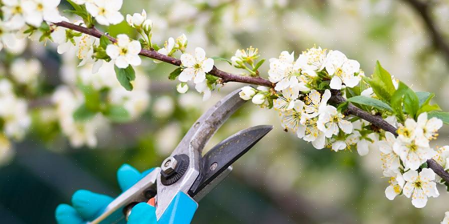 Se você experimentou um fracasso no jardim de flores