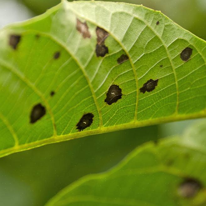 A doença foi relatada em cerca de duas dúzias de espécies de Prunus