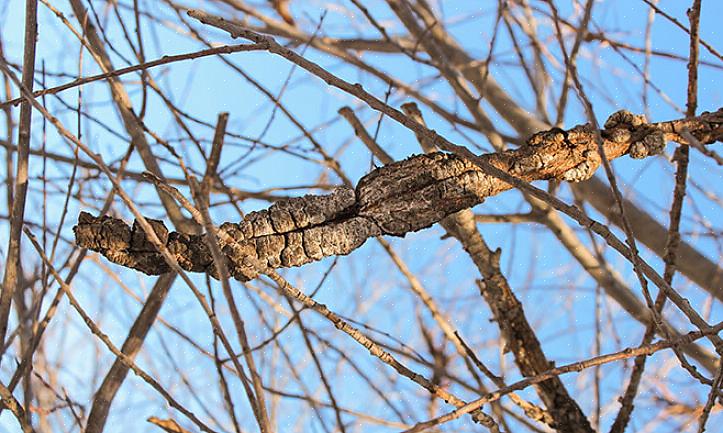 Se você mora em uma área onde espécies selvagens de Prunus são freqüentemente infectadas com nó preto