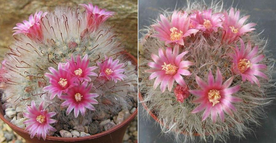 Mammillaria cacti pode ser propagada facilmente a partir de offsets