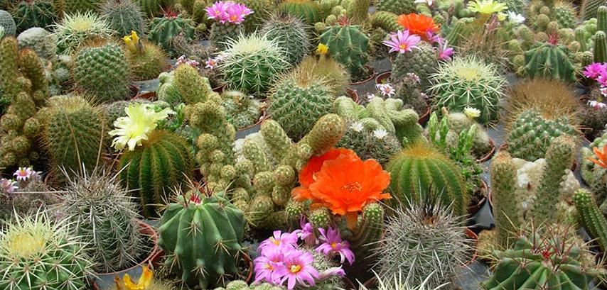 Rebutia cacti pode ser propagada facilmente a partir de deslocamentos