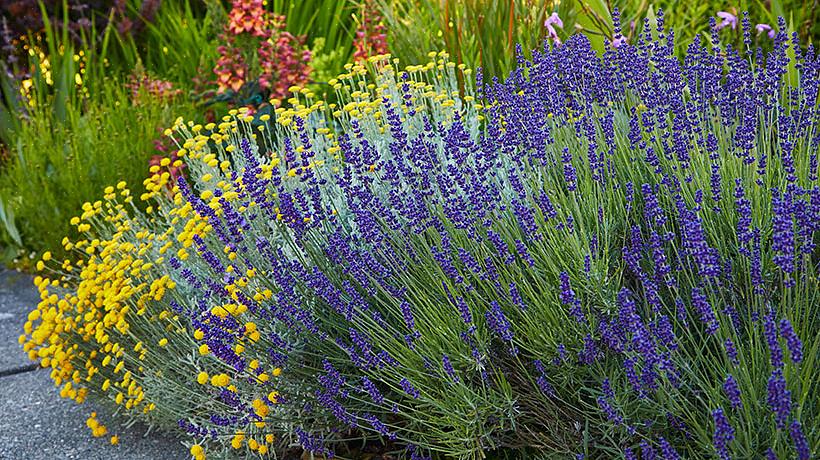 A lavanda não é a planta mais fácil de cultivar na maioria das áreas