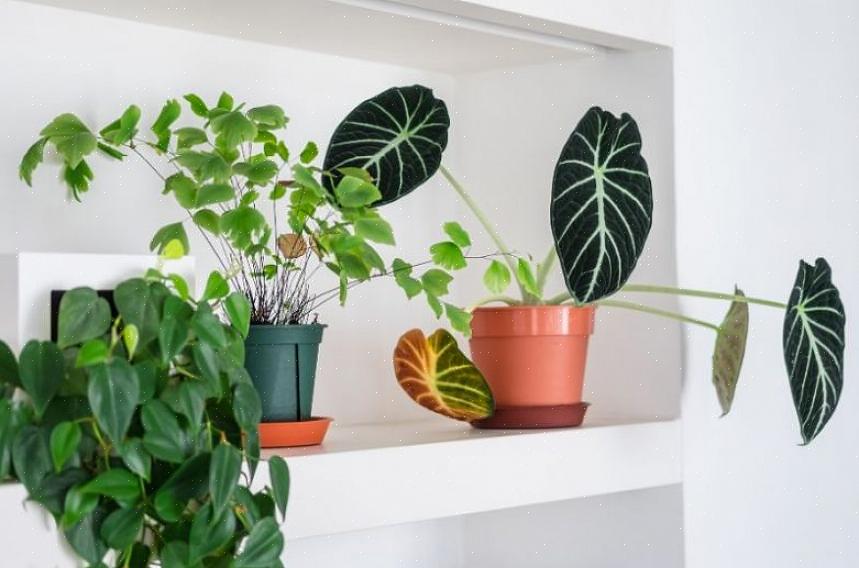 As plantas de casa podem ser confusas quando deixam cair as folhas