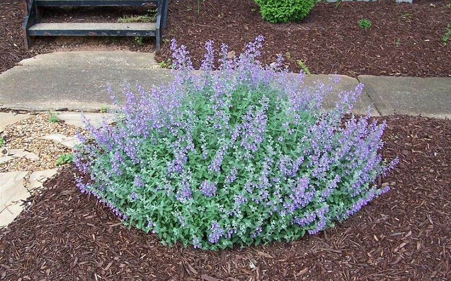 Nepeta racemosa 'Walker's Low'