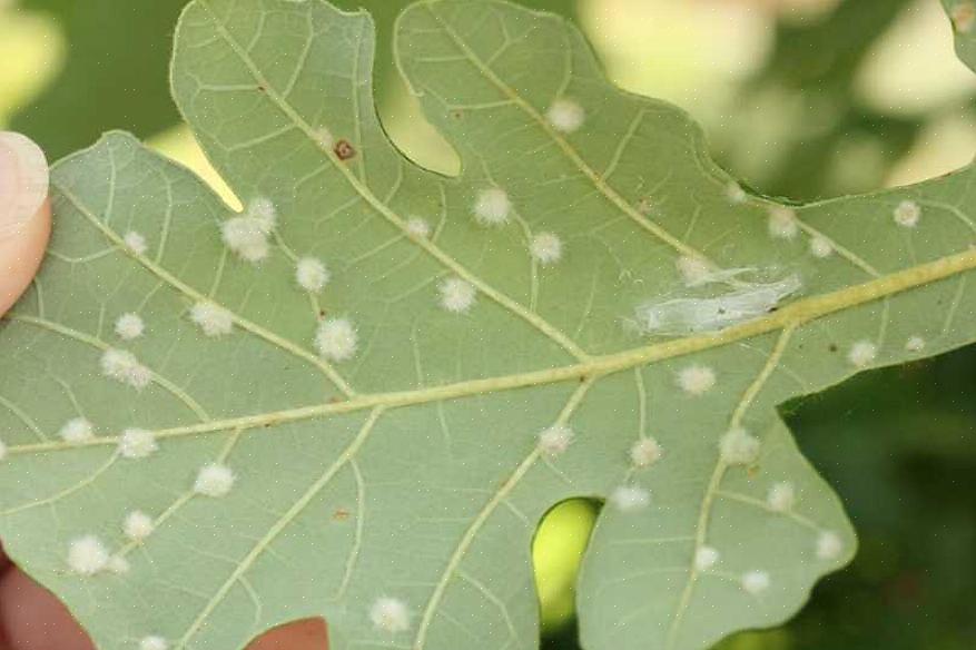 Muitos proprietários que ajardinam suas propriedades com árvores ficam surpresos quando avistam infestações