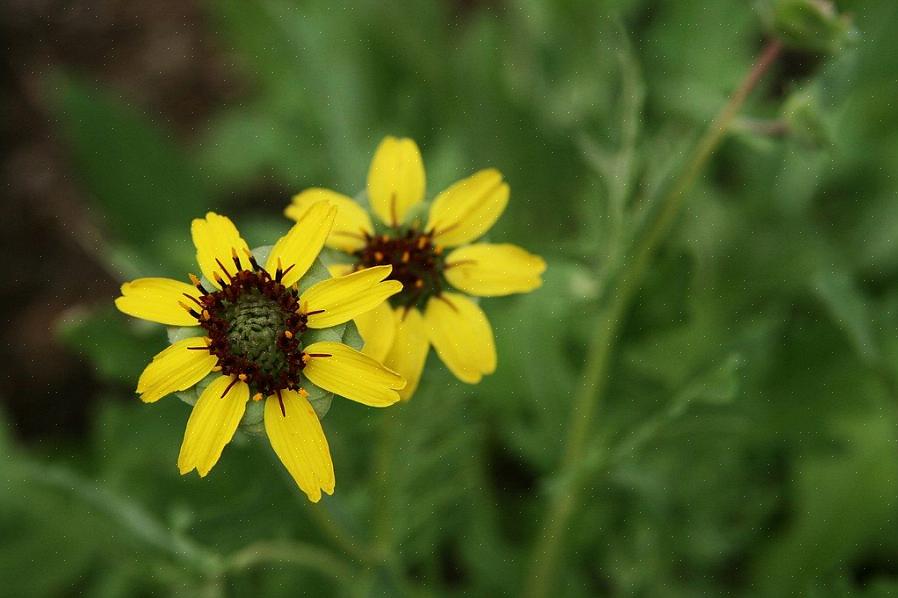 A margarida de chocolate é uma escolha óbvia para o jardim de flores perfumadas