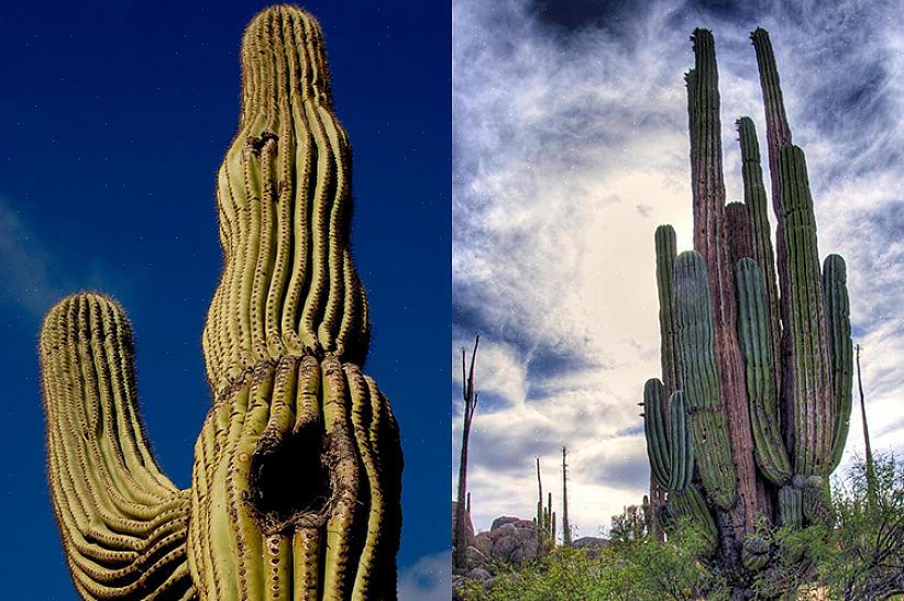 O cacto saguaro é protegido