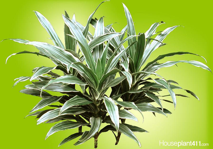 O gênero Dracaena forneceu algumas das plantas de interior mais robustas disponíveis hoje