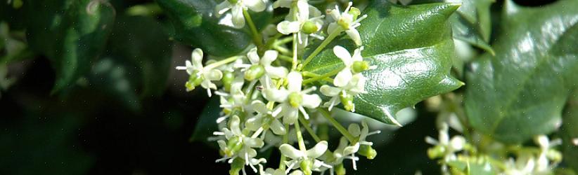 Embora todas as plantas de azevinho produzam flores