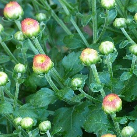 A maioria das plantas não está pronta para florescer até que criem raízes