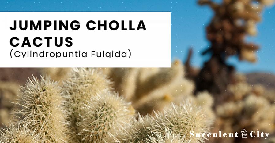 Cylindropuntia é um gênero de cactos naturalmente encontrado principalmente no México